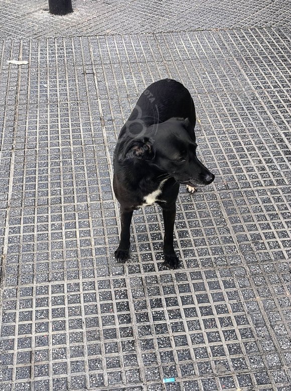 Mascota avistada